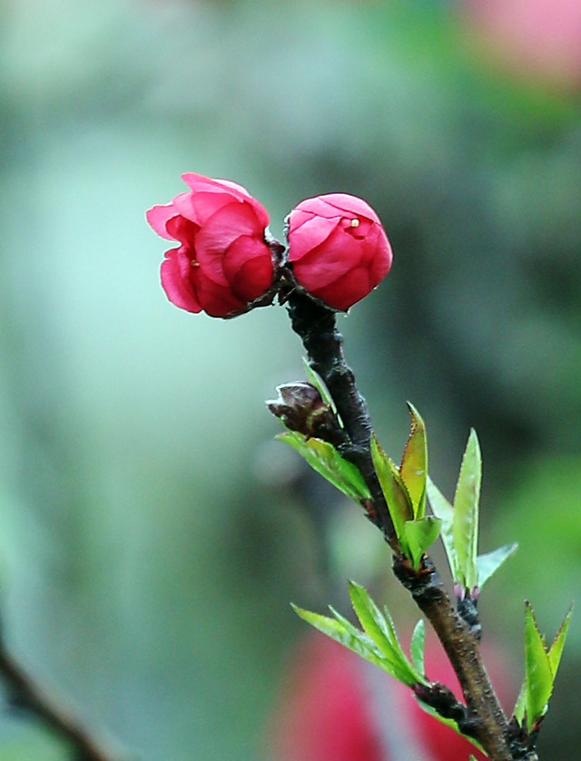 Đầu năm Tân Sửu ngắm hoa đào đẹp độc nhất vô nhị, rước tài lộc về gia đình - Ảnh 16.