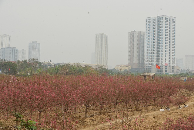 Dân trồng đào lo ngay ngáy vì đã cận Tết mà đào vẫn còn đỏ rực đầy vườn - Ảnh 1.