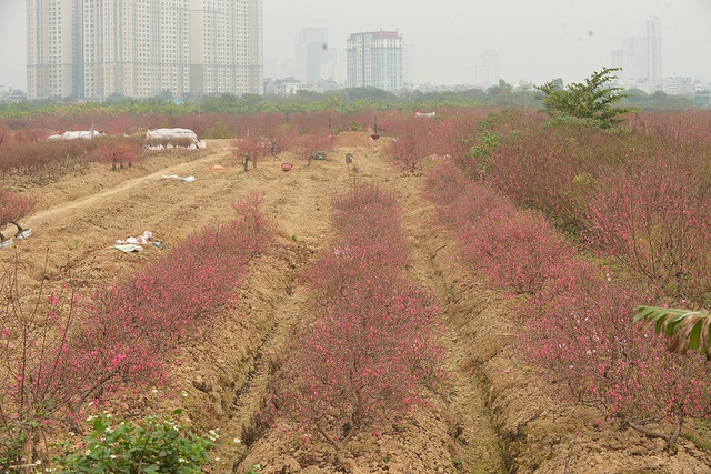 Dân trồng đào lo ngay ngáy vì đã cận Tết mà đào vẫn còn đỏ rực đầy vườn - Ảnh 2.