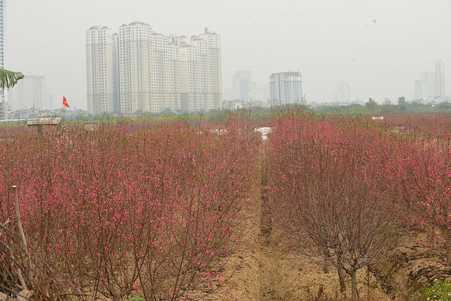 Dân trồng đào lo ngay ngáy vì đã cận Tết mà đào vẫn còn đỏ rực đầy vườn - Ảnh 3.