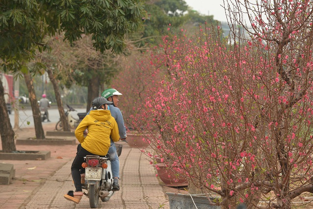 Dân trồng đào lo ngay ngáy vì đã cận Tết mà đào vẫn còn đỏ rực đầy vườn - Ảnh 5.