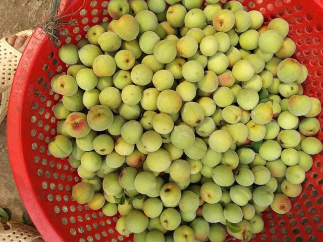 Mơ má đào mất giá thê thảm, đặt mua ngâm lấy nước chờ hè về - Ảnh 3. Mơ má đào mất giá thê thảm, đặt mua ngâm lấy nước chờ hè về - Ảnh 3.