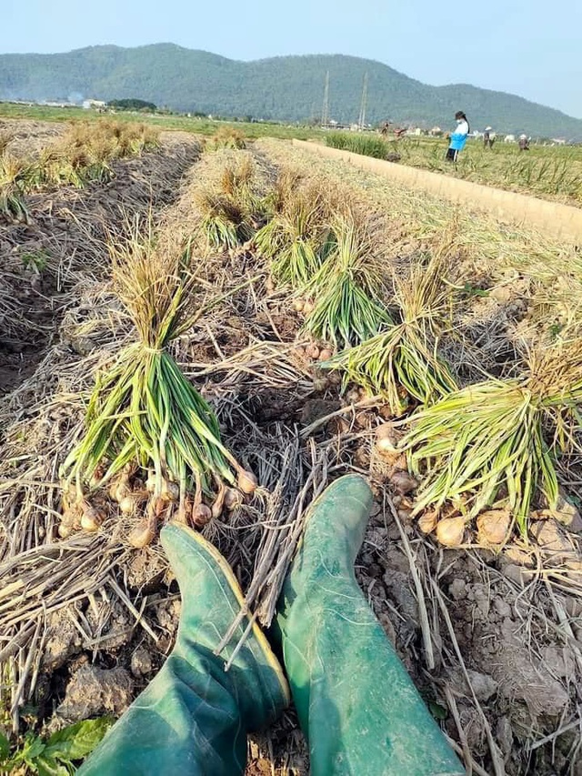 Bóc mẽ chiêu lừa hành tỏi Trung Quốc giả hàng Kinh Môn - Hải Dương - Ảnh 4.