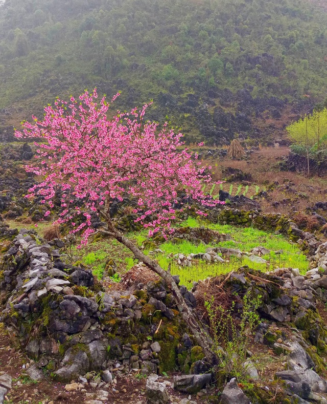 Mùa này đến miền đá nở hoa, không cần tạo dáng cũng dễ dàng có ảnh đẹp ngất ngây nuôi facebook - Ảnh 6.