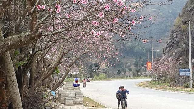 Mùa này đến miền đá nở hoa, không cần tạo dáng cũng dễ dàng có ảnh đẹp ngất ngây nuôi facebook - Ảnh 5.