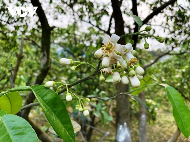 Bưởi cổ thụ cho thu nhập tiền tỷ mỗi năm - Ảnh 2.