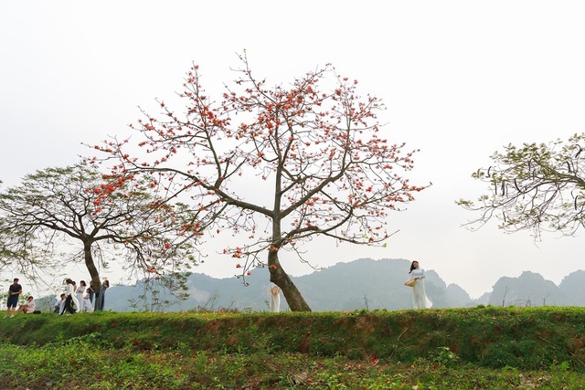 Ngắm bộ ảnh cây hoa gạo bên hồ Quan Sơn đẹp như tiên cảnh - Ảnh 9.