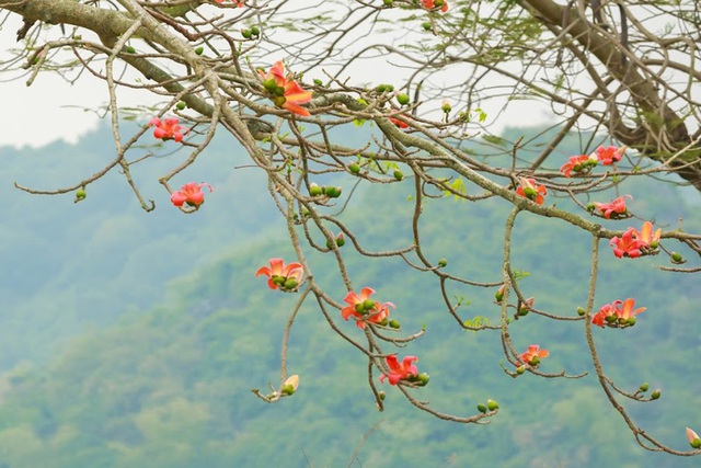 Ngắm bộ ảnh cây hoa gạo bên hồ Quan Sơn đẹp như tiên cảnh - Ảnh 8.