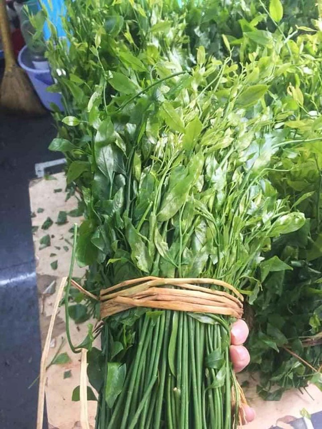 Món rau lạ trên rừng về Hà Nội, 200 nghìn/kg vẫn ‘cháy hàng’ - Ảnh 2.