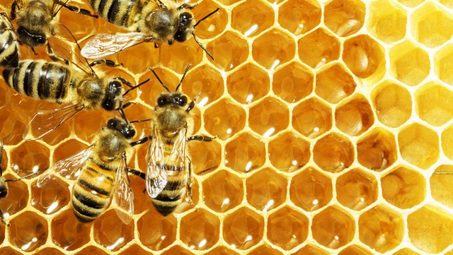  Giáo sư dinh dưỡng đính chính 8 hiểu lầm khi dùng mật ong: Hóa ra hầu hết mọi người đều có thể sai - Ảnh 3.