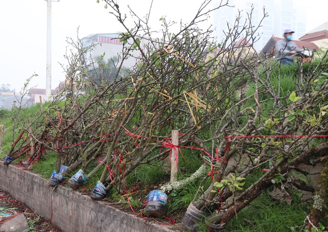 Hà Nội: Ế ẩm chưa từng thấy, tiểu thương ngậm ngùi vứt bỏ hoa lê trắng thành đống chờ đốt bỏ - Ảnh 2.