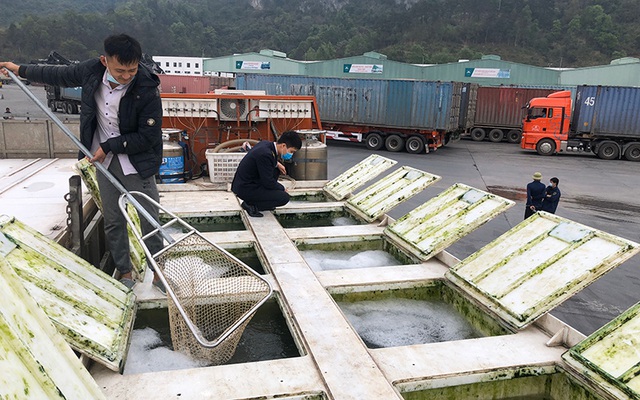 Phát lộ thêm nhiều vi phạm trong hoạt động nhập khẩu cá tầm Trung Quốc - Ảnh 5.