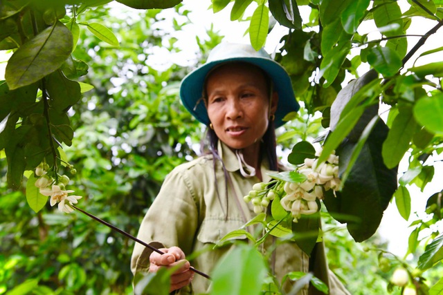 Nông dân Hà Tĩnh se duyên cho bưởi đặc sản - Ảnh 3.