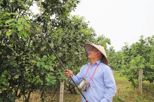 Nông dân Hà Tĩnh se duyên cho bưởi đặc sản - Ảnh 4.