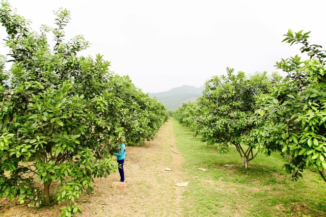 Nông dân Hà Tĩnh se duyên cho bưởi đặc sản - Ảnh 1.