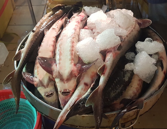Ban chỉ đạo 389 quốc gia đề nghị tăng cường kiểm tra hoạt động nhập khẩu và kinh doanh cá tầm - Ảnh 3.