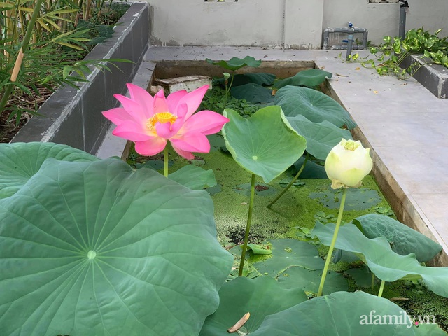 Hành trình rời phố về quê trồng rau nuôi gà, sống trong căn nhà vườn đẹp như tranh vẽ của chàng trai 25 tuổi ở Tây Ninh - Ảnh 16.