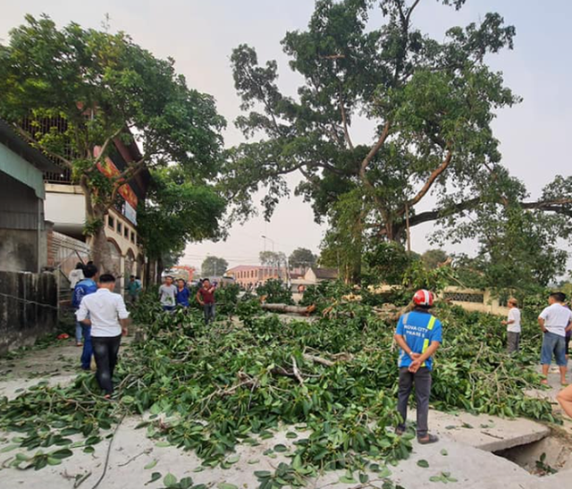  Cây đa 300 năm tuổi gãy lúc tan học, 4 học sinh bị thương  - Ảnh 2.