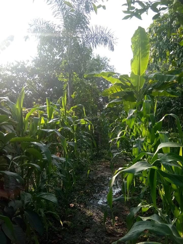 Cùng Việt Trinh thu hoạch quả, rau trong vườn rộng 2.500m2 của nữ diễn viên - Ảnh 3.