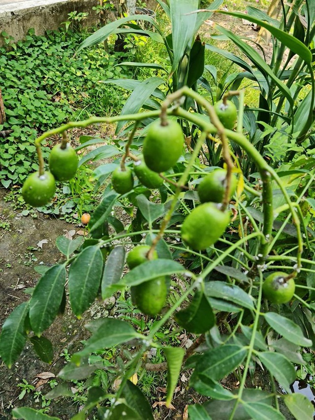 Cùng Việt Trinh thu hoạch quả, rau trong vườn rộng 2.500m2 của nữ diễn viên - Ảnh 8.