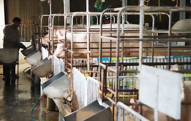 Bỏ biên chế nhà nước về nuôi lợn, mỗi năm thu hơn 1 triệu USD - Ảnh 1.