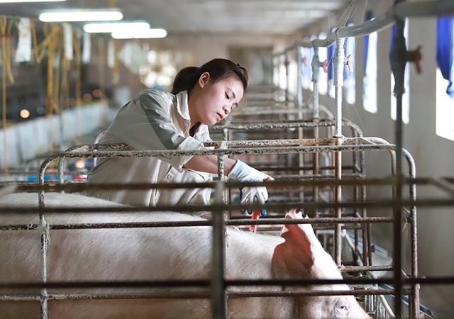 Bỏ biên chế nhà nước về nuôi lợn, mỗi năm thu hơn 1 triệu USD - Ảnh 3.