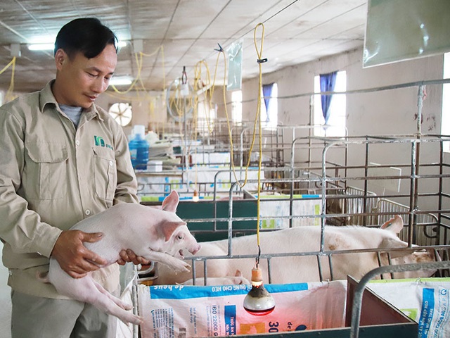 Bỏ biên chế nhà nước về nuôi lợn, mỗi năm thu hơn 1 triệu USD - Ảnh 4.