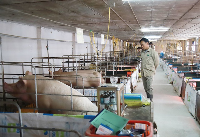Bỏ biên chế nhà nước về nuôi lợn, mỗi năm thu hơn 1 triệu USD - Ảnh 5.