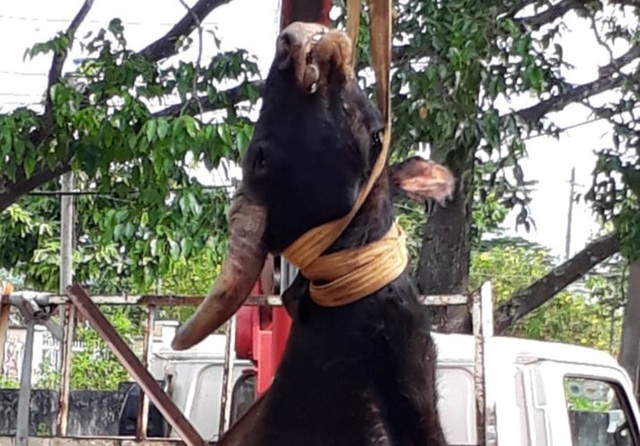  Bò tót rừng 700 kg chết trong khu bảo tồn ở Đồng Nai  - Ảnh 1.