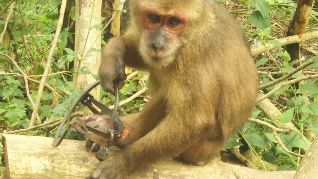  Chú khỉ đau đớn bỏ lại bàn chân trên chiếc bẫy sắt  - Ảnh 2.