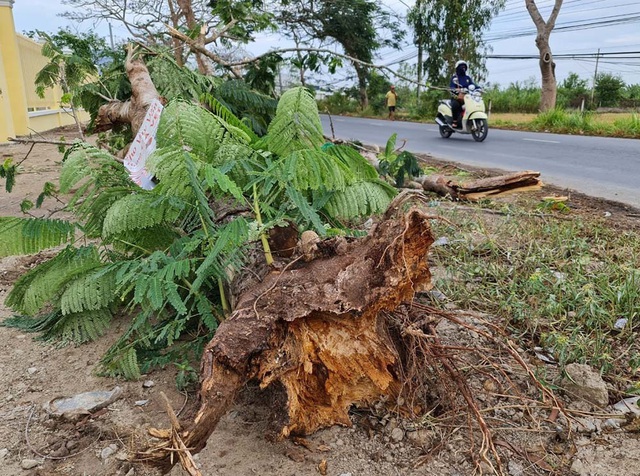 Cây phượng ngã đè chết nữ điều dưỡng trưởng - Ảnh 1.