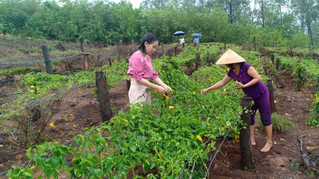 Bất ngờ những loại cây leo bờ rào nông dân kiếm tiền triệu - Ảnh 4.