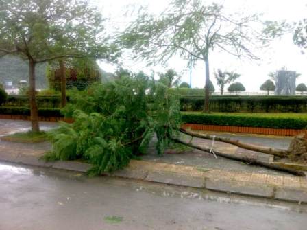 Bão Haiyan không gây thiệt hại về người ở Hải Phòng, Quảng Ninh 1