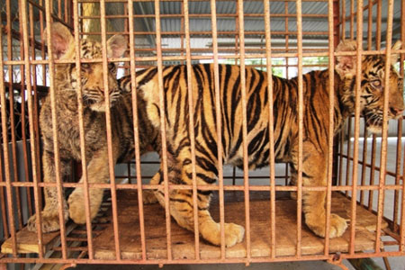 Ph&aacute;t hiện hổ được nu&ocirc;i trong nh&agrave; d&acirc;n 1