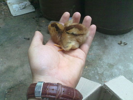 Ảnh hiếm về g&agrave; ch&iacute;n cựa mới nở 1