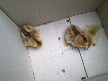 Ảnh hiếm về g&agrave; ch&iacute;n cựa mới nở 2