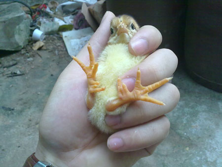 Ảnh hiếm về g&agrave; ch&iacute;n cựa mới nở 3