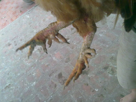 Ảnh hiếm về g&agrave; ch&iacute;n cựa mới nở 5