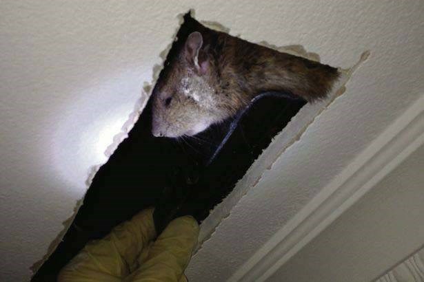 Phát hoảng khi thấy chuột quái vật trong nhà 1