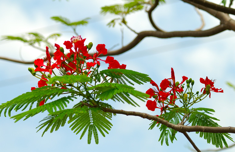 Khi sắc đỏ đi qua 1