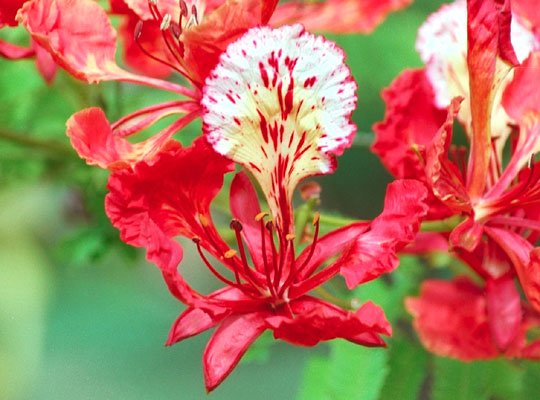 Khi sắc đỏ đi qua 2