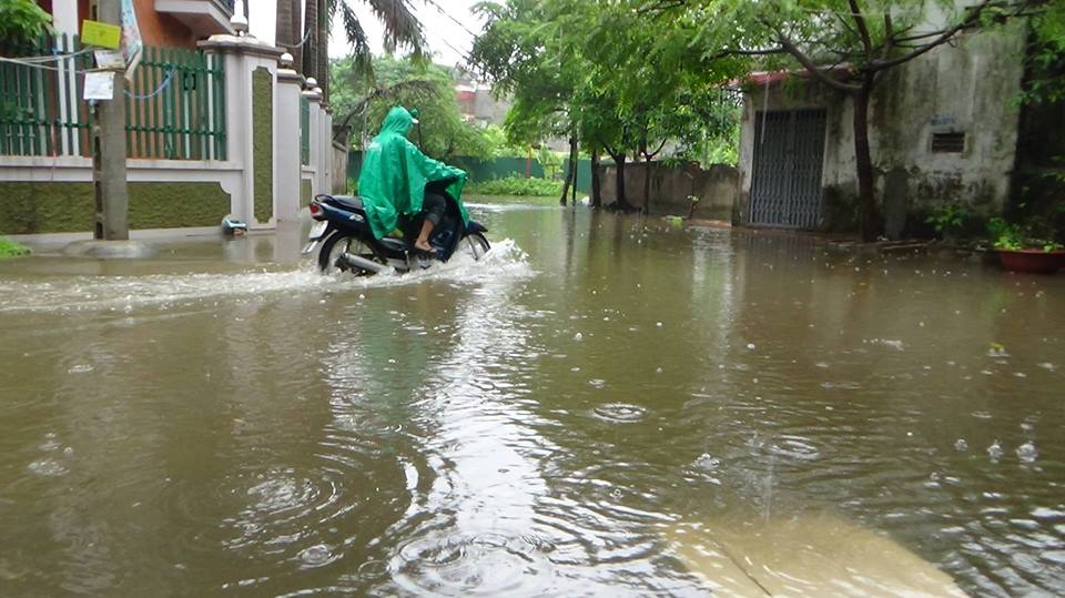 Cây cổ thụ ở hồ Gươm gãy đổ vì mưa lớn 11