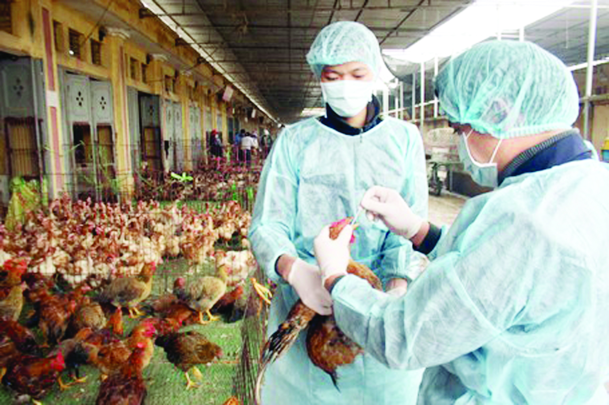 Phong tỏa chặt chẽ điểm phát sinh dịch cúm A/H5N6  1