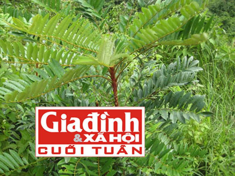 Lương y hơn 60 năm phổ biến bài thuốc trị thấp khớp hiệu quả tại nhà 2 Lương y hơn 60 năm phổ biến bài thuốc trị thấp khớp hiệu quả tại nhà 2