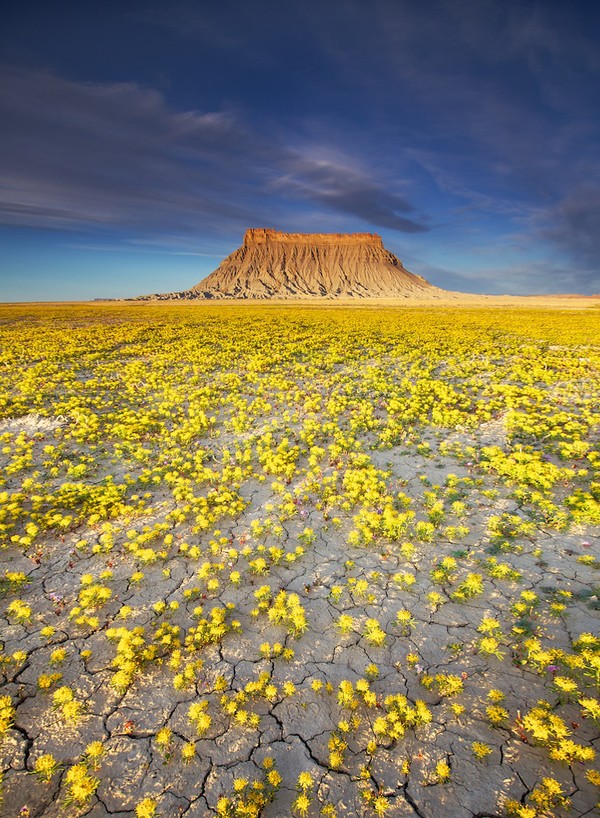 Vùng đất dữ khô cằn Tây Mỹ bất ngờ nở hoa rực rỡ 3
