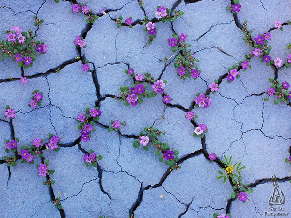 Vùng đất dữ khô cằn Tây Mỹ bất ngờ nở hoa rực rỡ 5