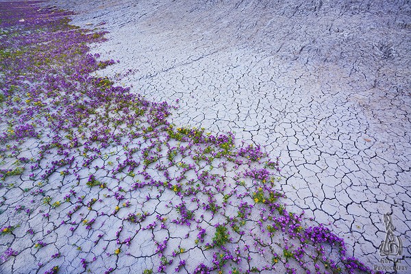 Vùng đất dữ khô cằn Tây Mỹ bất ngờ nở hoa rực rỡ 6