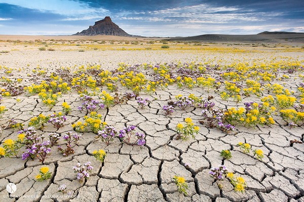Vùng đất dữ khô cằn Tây Mỹ bất ngờ nở hoa rực rỡ 7