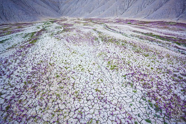 Vùng đất dữ khô cằn Tây Mỹ bất ngờ nở hoa rực rỡ 9