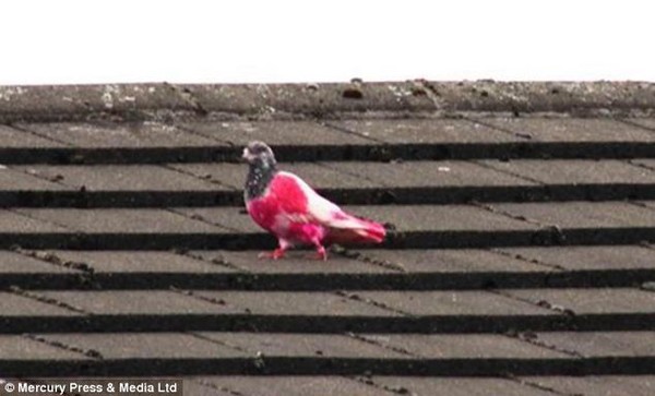 Kỳ lạ chú chim bồ câu có bộ lông màu hồng 1